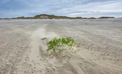 images/duingebied/Faber_Terschelling_laag-3.jpg