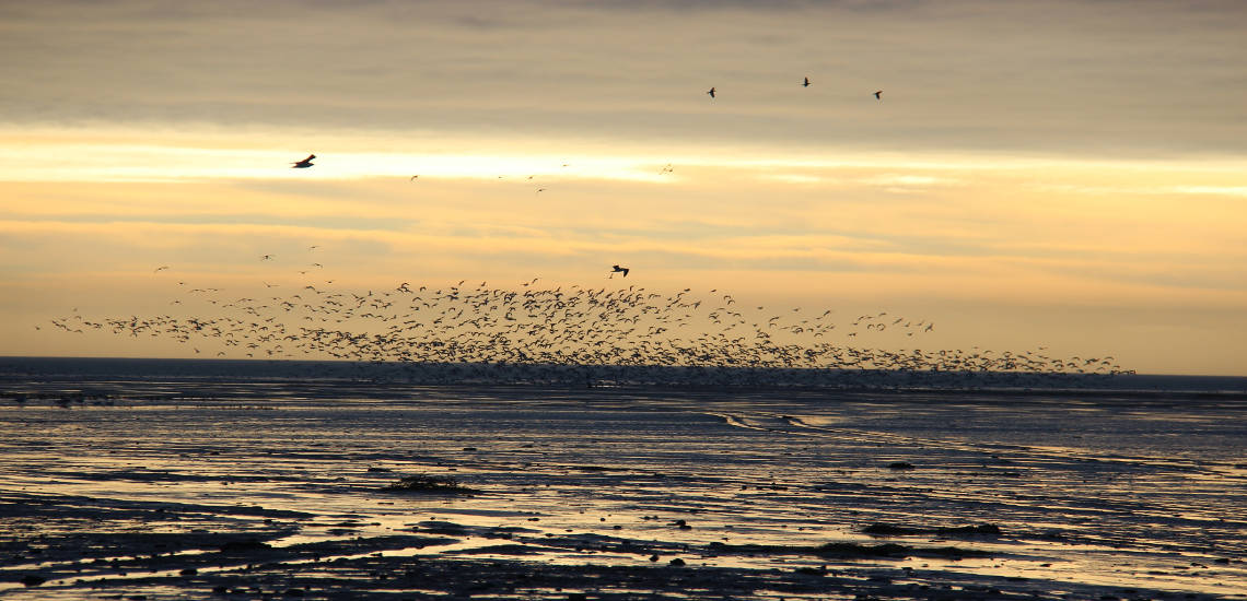 Waddenzee