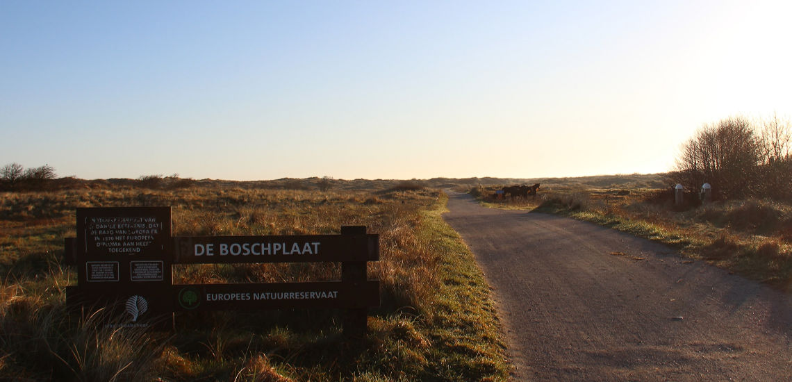 Boschplaat